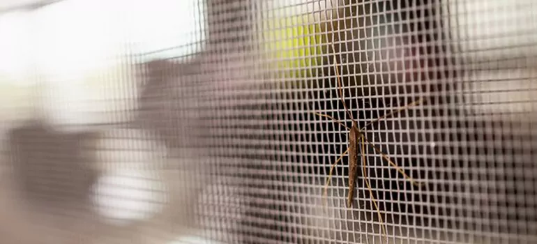 Repair Mosquito Mesh For Windows in Sunnyvale, CA